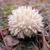 Spiny Puffball